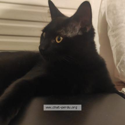 Photo 3/4 Mao Chat lost in Clichy