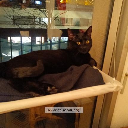 Photo 4/4 Mao Chat lost in Clichy