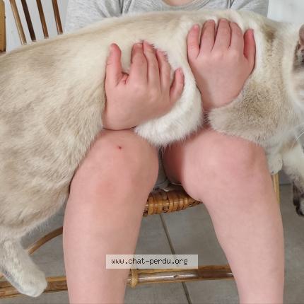 Photo 1/1 Léon Chat lost in Rouge