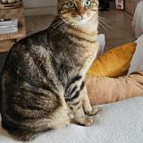 Picture of cat lost at Pollionnay