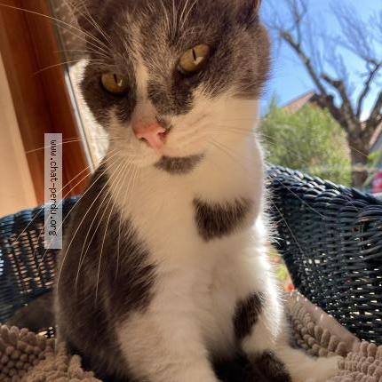 Photo 1/1 Love Chat lost in Crolles