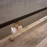 Picture of cat found at Metz