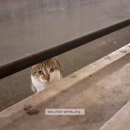 Photo 1/1 Cat reunited Found in Metz