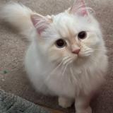 Picture of cat lost at Montreal