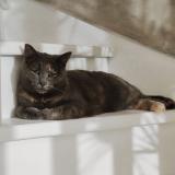 Picture of cat lost at Fleurbaix