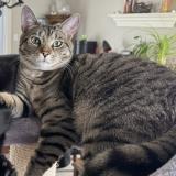 Picture of cat lost at Acton Vale