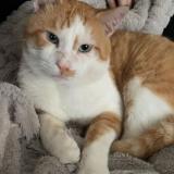 Picture of cat lost at Dreux