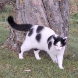 Picture of cat lost at Treytorrens