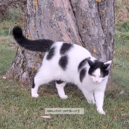 Photo 1/1 Golden Chat lost in Treytorrens