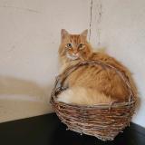 Picture of cat lost at Saint Louis De Montferrand