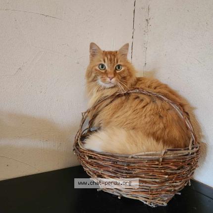 Photo 1/1 Mécano Chat lost in Saint louis de montferrand