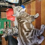 Picture of cat lost at Boisbriand