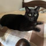 Picture of cat lost at Conde Sur L Escaut