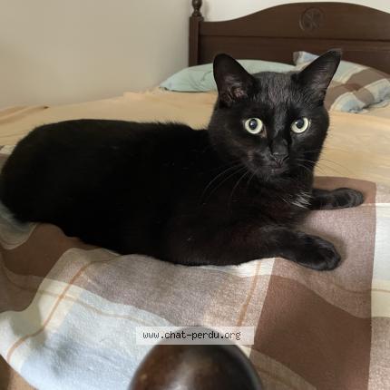 Photo 1/1 Eskel Chat lost in Conde sur l escaut