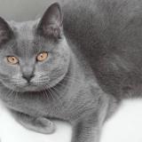 Picture of cat lost at Paris