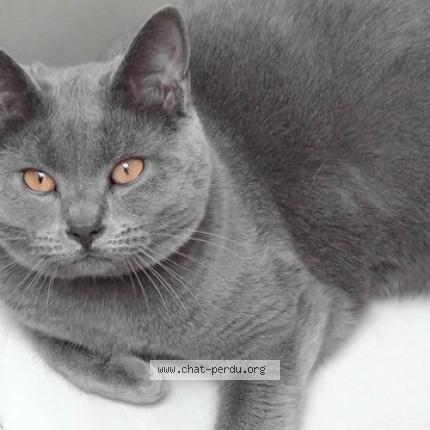 Photo 1/1 Julius Chat lost in Paris