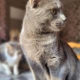 Picture of cat lost at Epehy