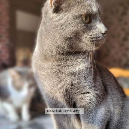 Photo 1/1 Sirius Chat lost in Epehy