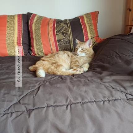 Photo 1/1 KIMI Chat lost in Saint dizier