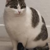 Picture of cat lost at La Benate