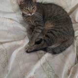 Picture of cat lost at Sainte Anne