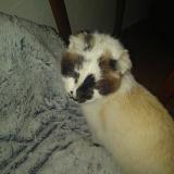 Picture of cat found at Colomiers