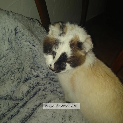 Photo 1/1 Cat reunited Found in Colomiers