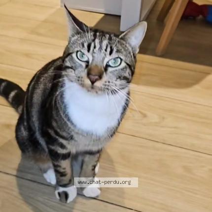 Foto 2/2 Kat teruggevonden Vermist in Laeken