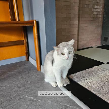 Photo 1/1 Reunited cat Lost in Singapore