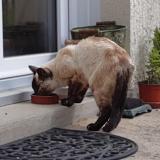 Picture of cat lost at Pleneuf Val Andre