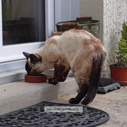 Photo 1/1 Mini-Bulle Chat lost in Pleneuf val andre