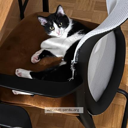 Foto 1/1 Wiedergefundene Katze Verloren in Mondorf Les Bains