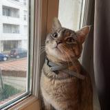 Picture of cat lost at Villeurbanne