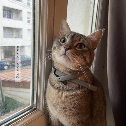 Photo 1/1 Boo Chat lost in Villeurbanne