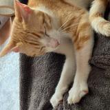 Picture of cat lost at Tournefeuille