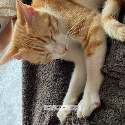 Photo 1/1 Maurice Chat lost in Tournefeuille