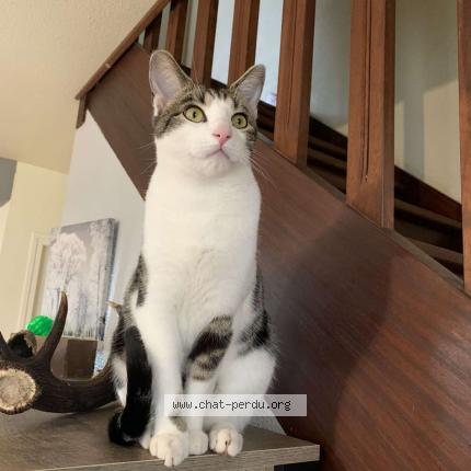 Photo 1/1 Patate Chat lost in Lafeuillade en vezie