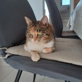 Picture of cat lost at Niederroedern