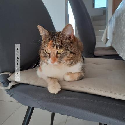 Photo 1/1 Lima Chat lost in Niederroedern