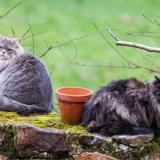 Picture of cat lost at Bazaiges