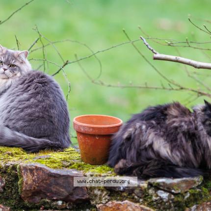 Photo 1/1 Taiko Chat lost in Bazaiges