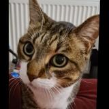 Picture of cat lost at Sartrouville