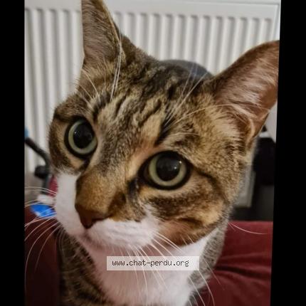 Photo 1/1 Taz Chat lost in Sartrouville