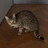 Picture of cat lost at Vauciennes