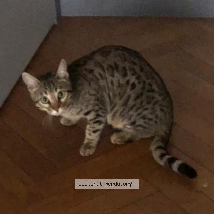 Photo 1/1 SHAÉ Chat lost in Vauciennes