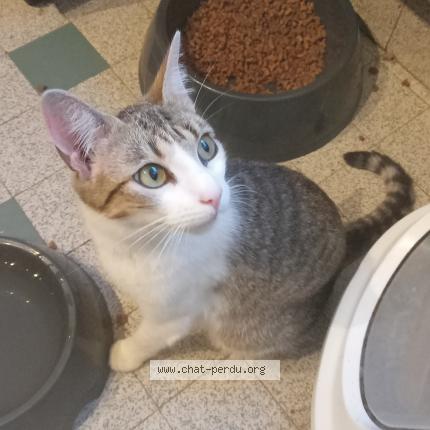 Photo 1/1 Corvette Chat lost in Severac