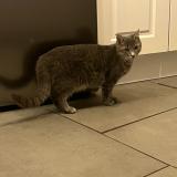 Picture of cat lost at Saint Doulchard