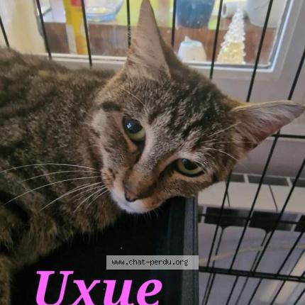 Photo 1/1 Cat reunited Found in Carcans