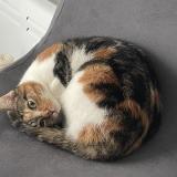 Picture of cat lost at Nantes