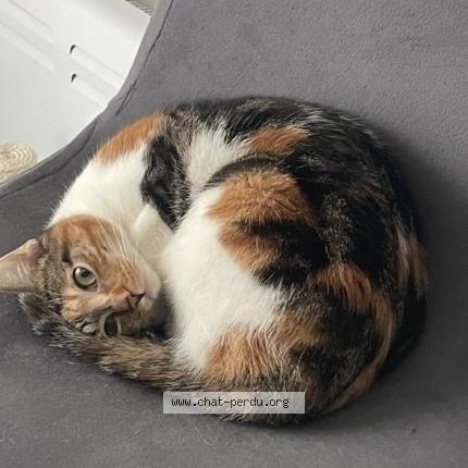 Photo 1/1 Lana Chat lost in Nantes